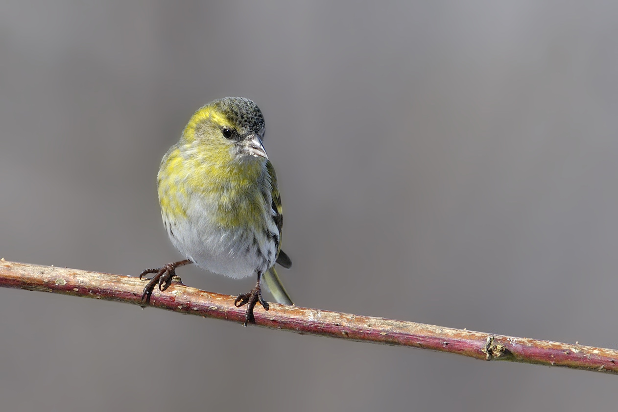 Carduelis spinus